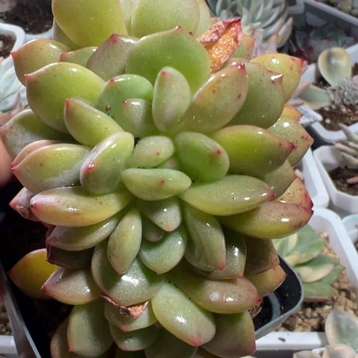 朵朵缀多肉植物多肉植物