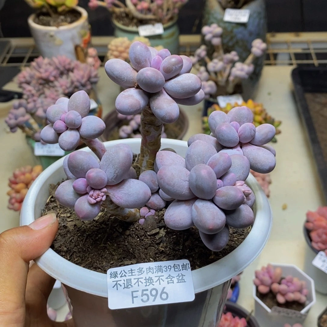 596香水手指奶多肉9cm