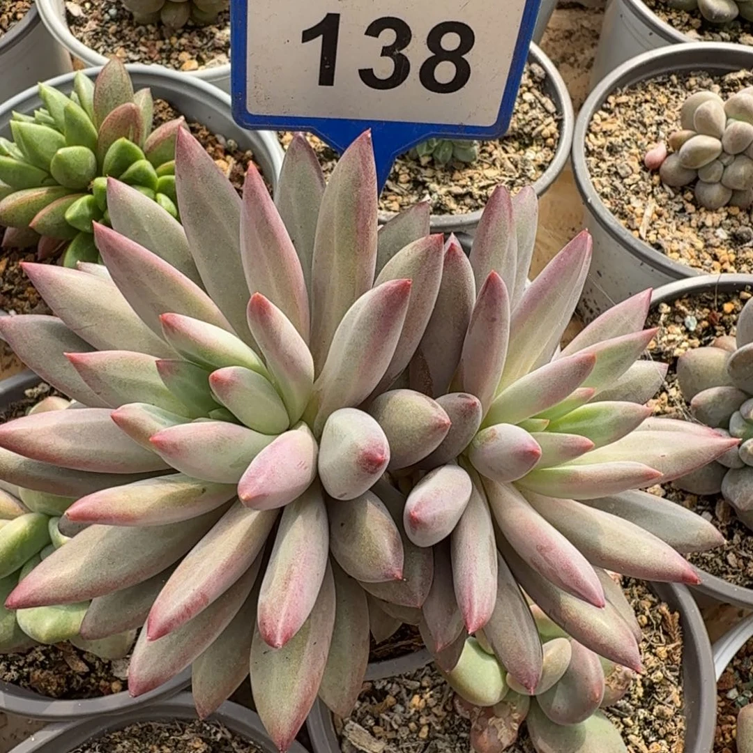 虞美人一物一拍138