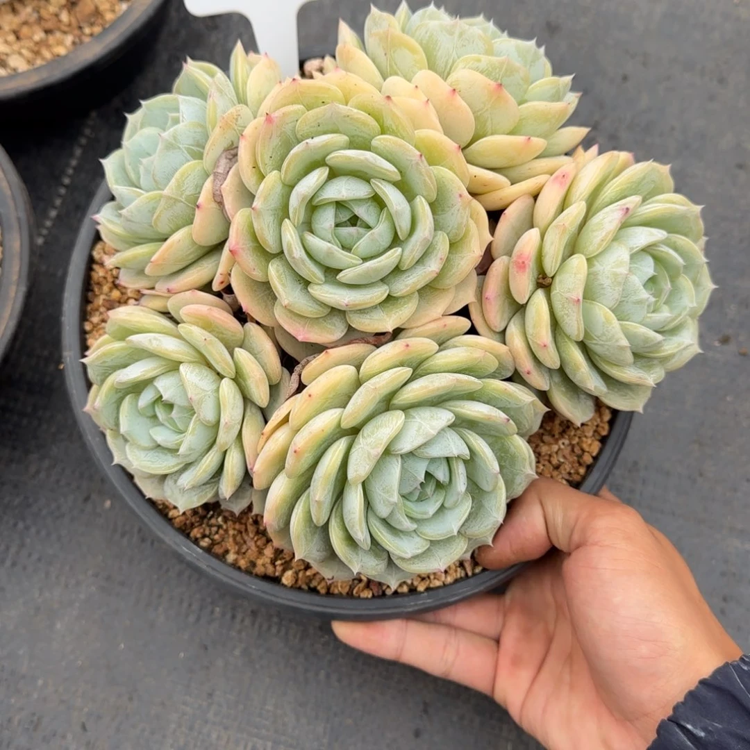 一物一拍劳林群38