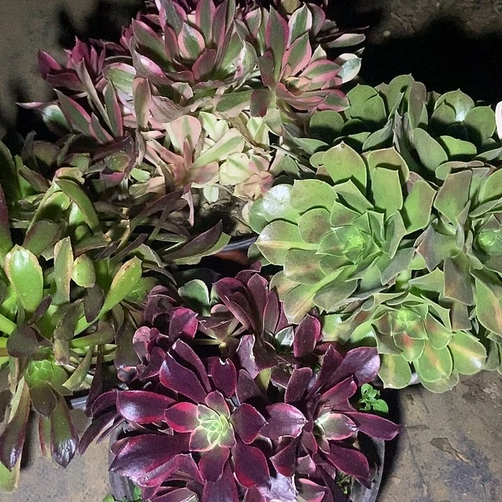 四科朵朵特价不包断518多肉不包断