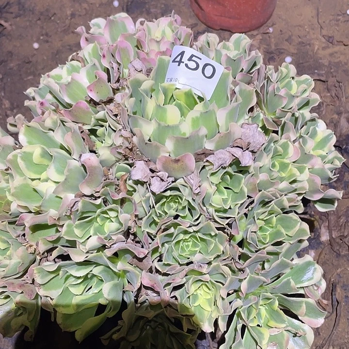 用***民多肉植物断枝不包450白凤