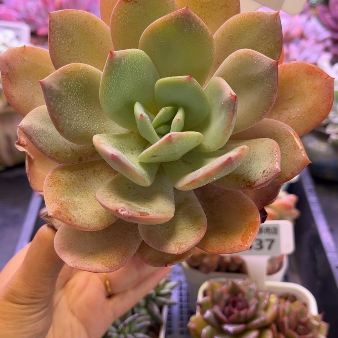 2440 满30包邮天冷地区必拍保温箱