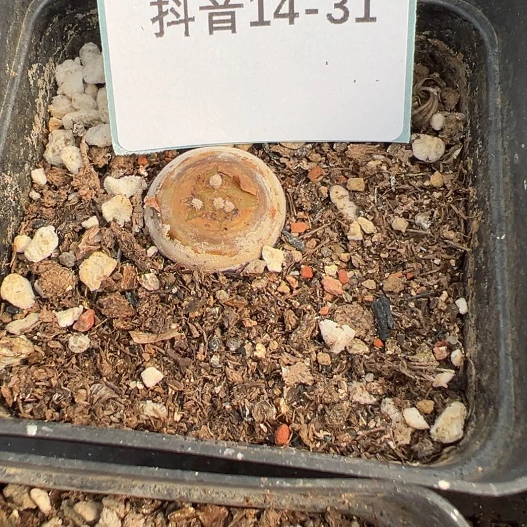 14-31格加肉锥多肉植物