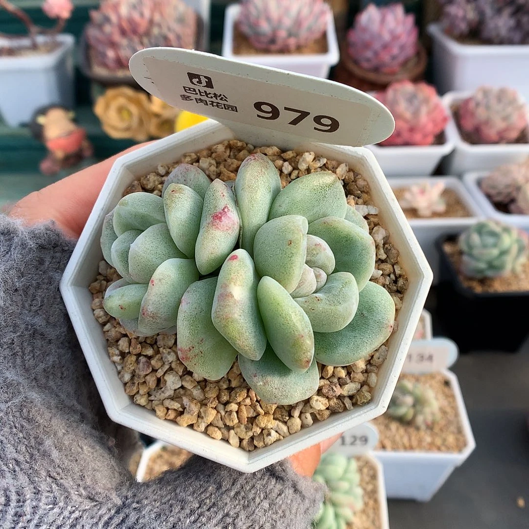 979双头白珍妮心冰玉石化白锦