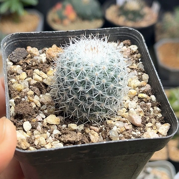 用****0日系敷岛丸实生球2.7cm