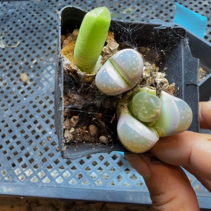 用****9多肉植物的生长发育和136