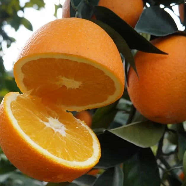 赣南脐橙 一份3斤装