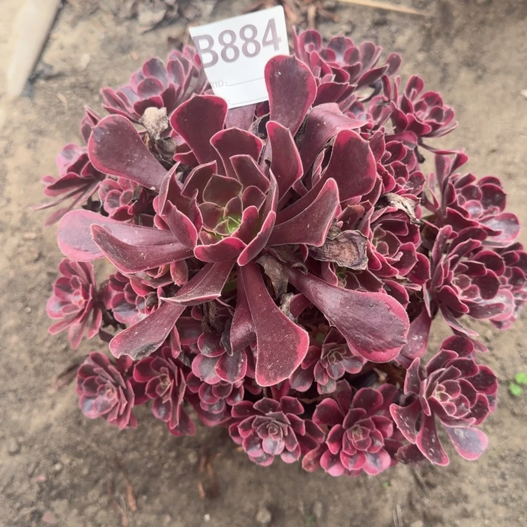 16-1 法师凤冠884