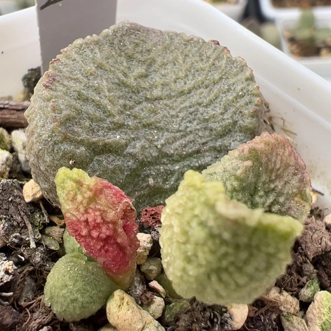 宽叶实生新品大苗多肉植物水泡