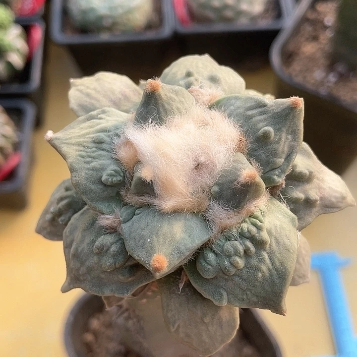 仙人球袖浦接怒涛205