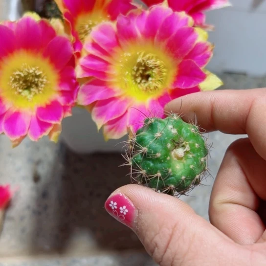 下1丽花阳光明媚歪无根侧芽3公分左右20包邮