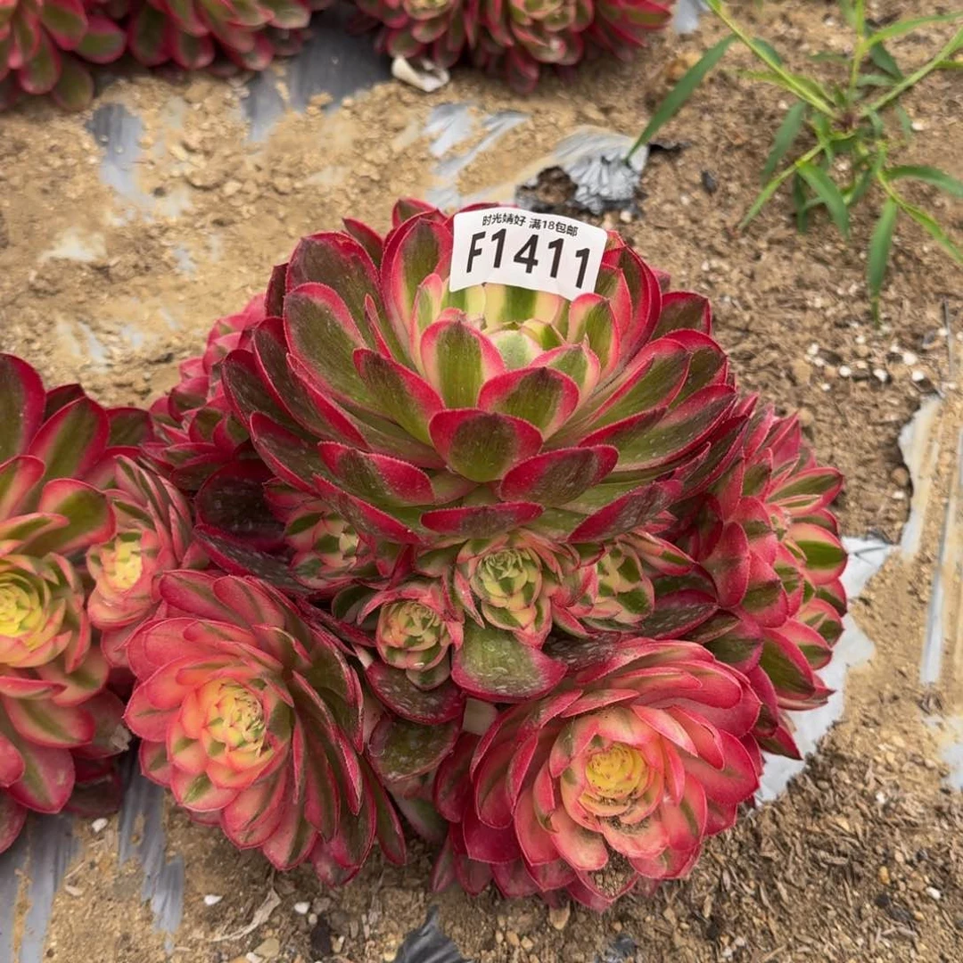 1411荔枝多肉植物