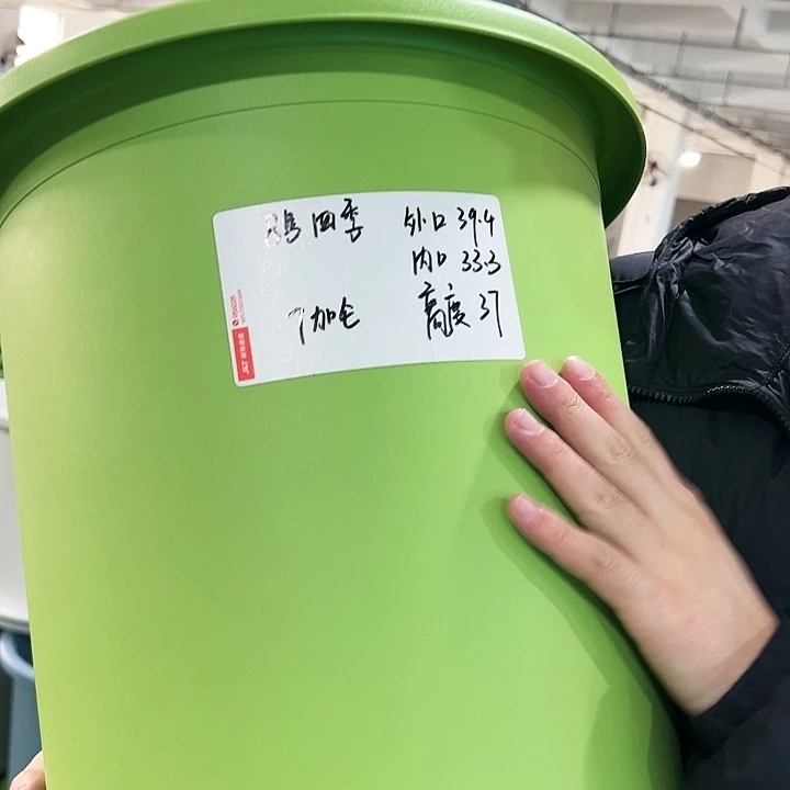 特价8号四季口39.4高37果绿无托3只