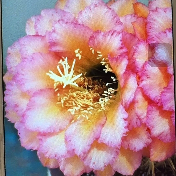 温醇侧芽5公分左右毛花柱（20包邮）