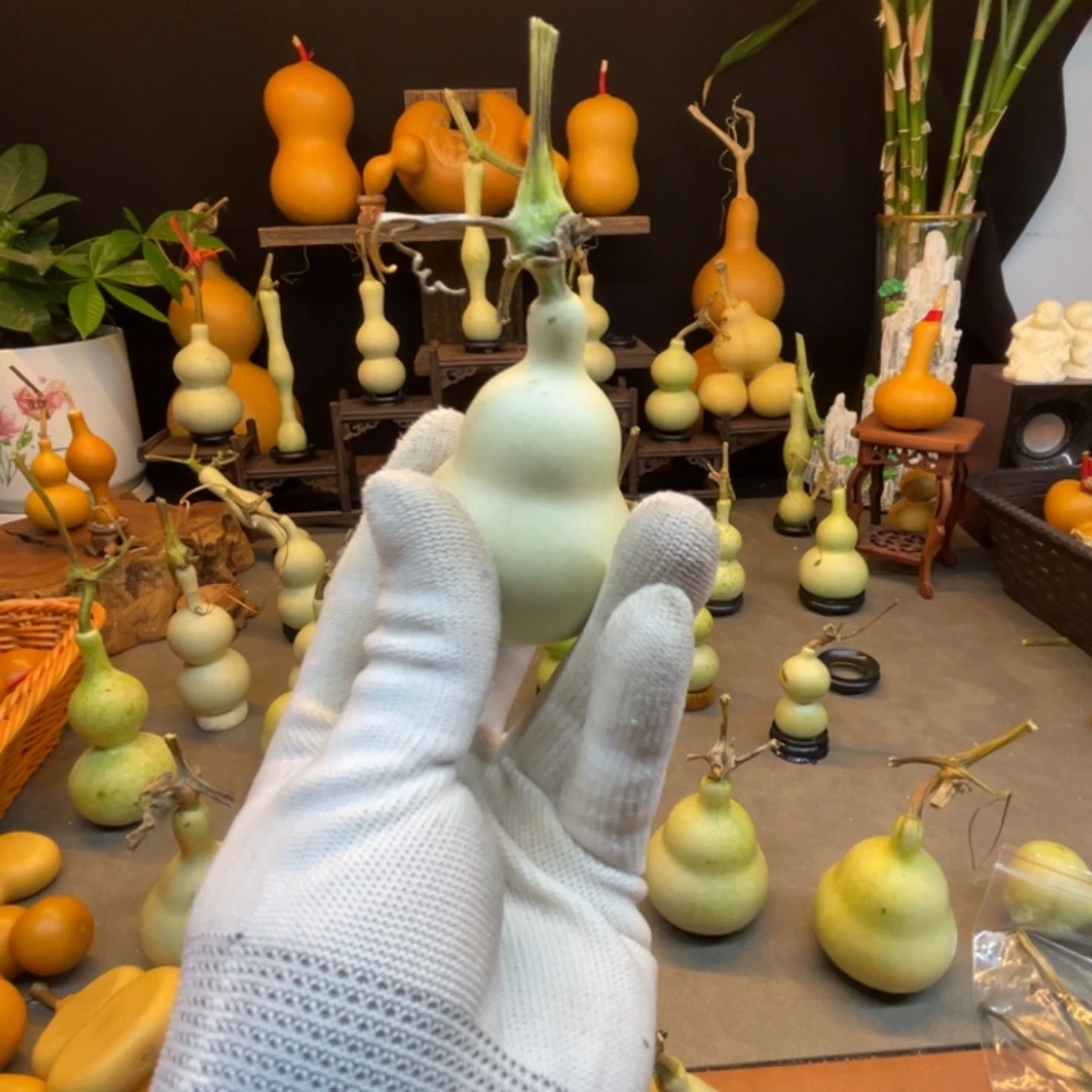 非***白柒宝直播专属链接