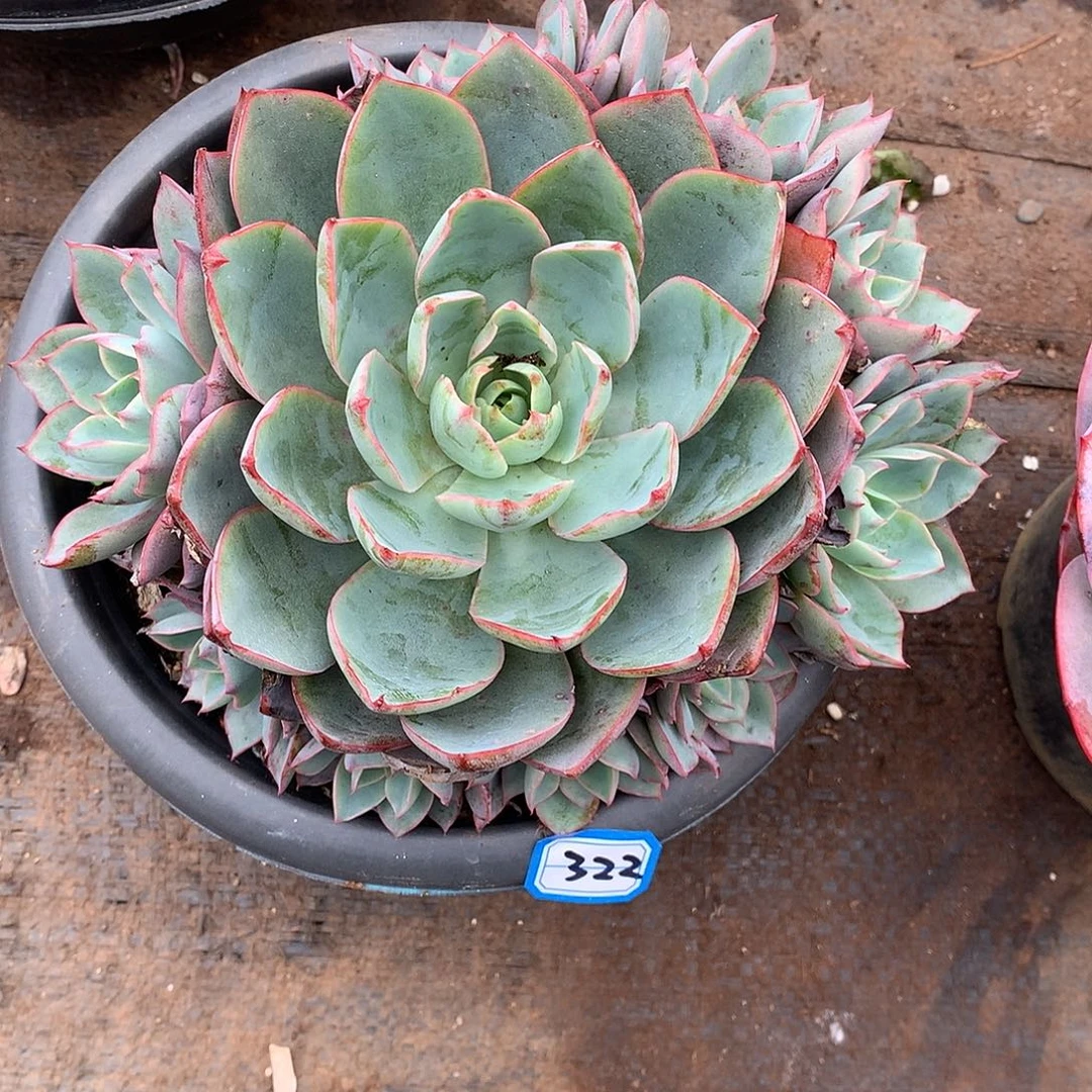 322赫拉 一物一拍多肉