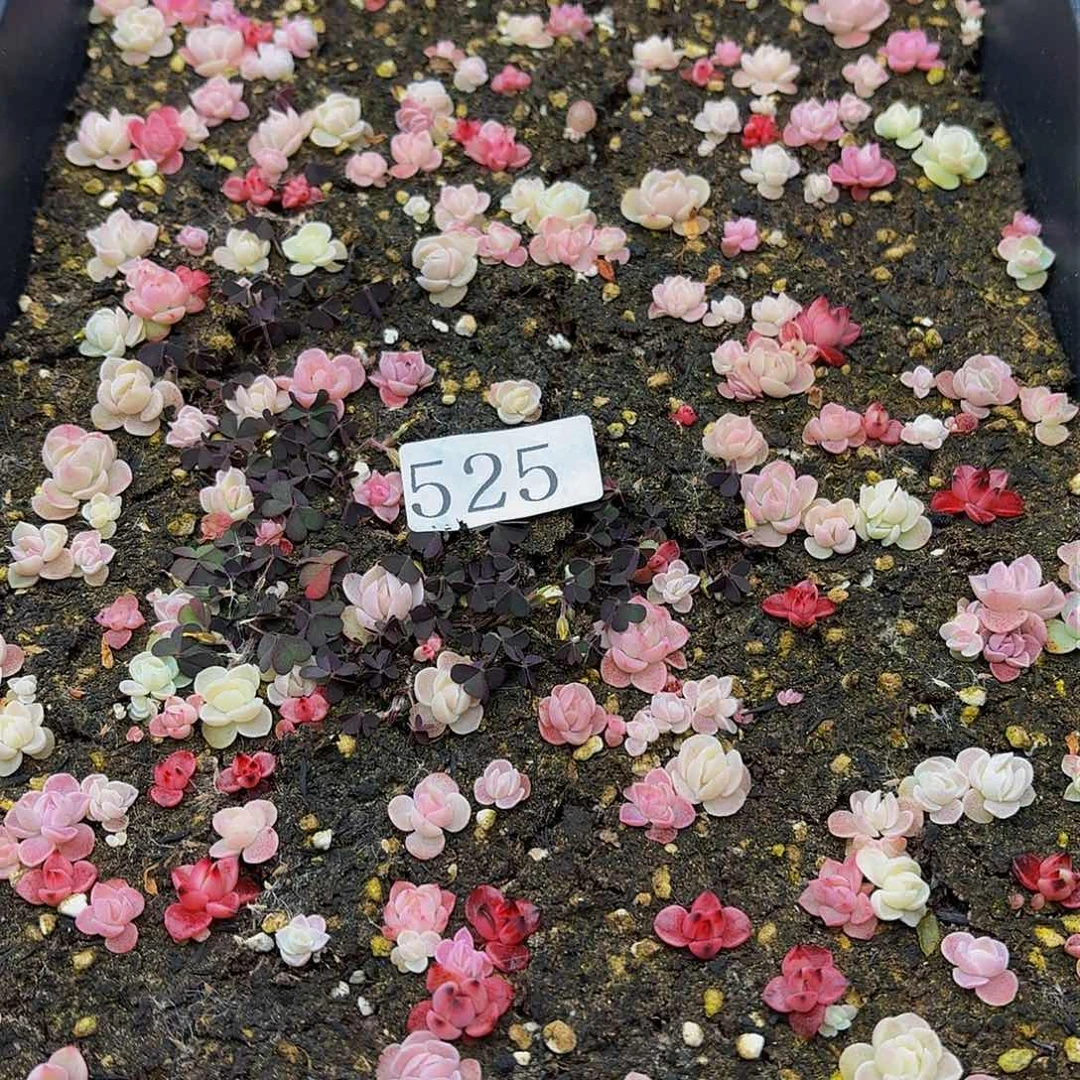 多肉植物多肉植物525