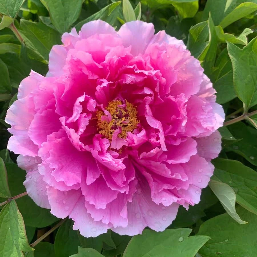 鲁荷红正宗菏泽牡丹花苗室内外庭院种植耐寒重瓣大花型牡丹包对版