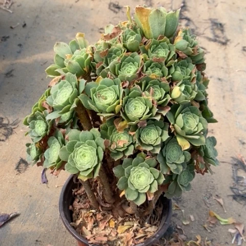 绿玫瑰2多肉植物法师