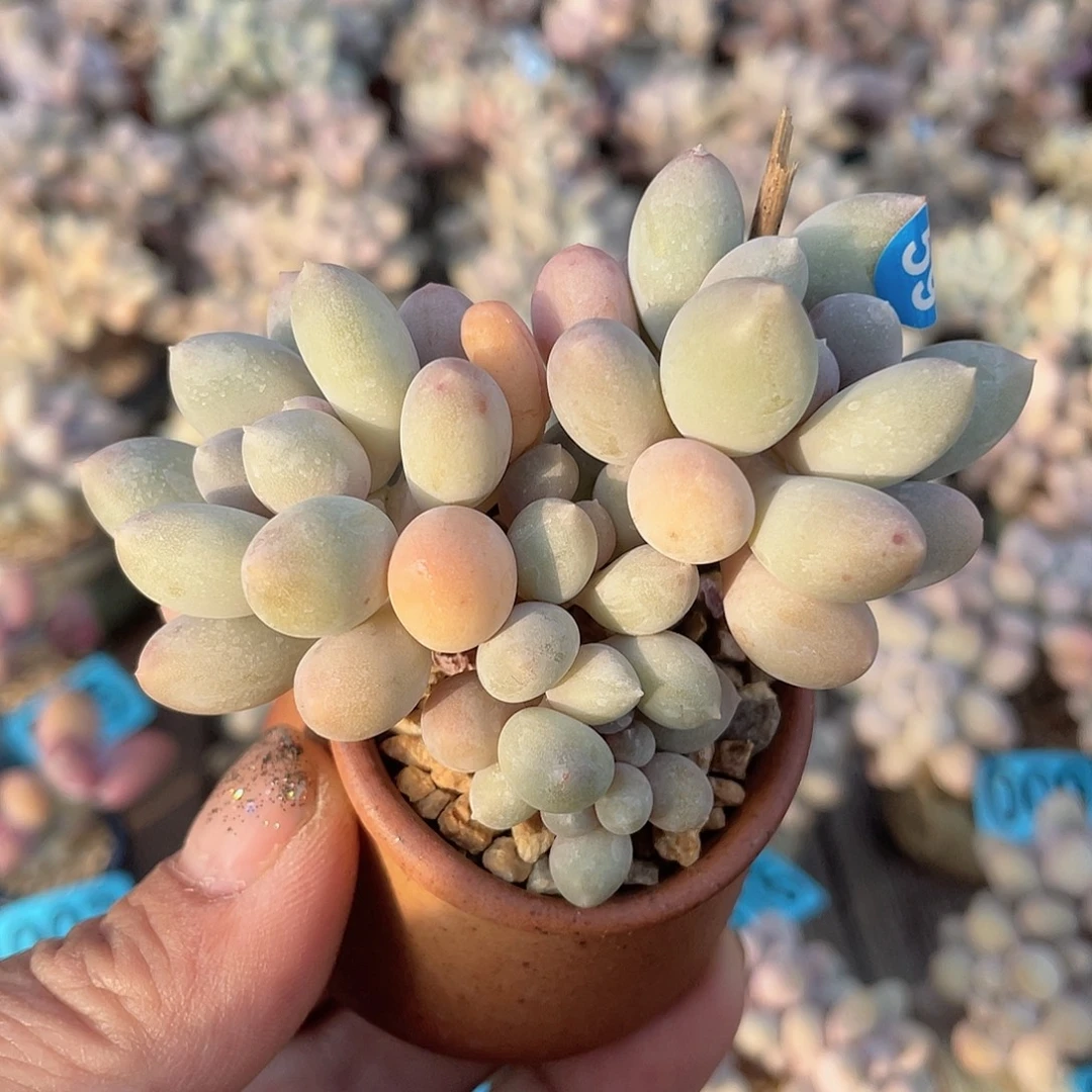 溜溜球 脱土发 4口盆