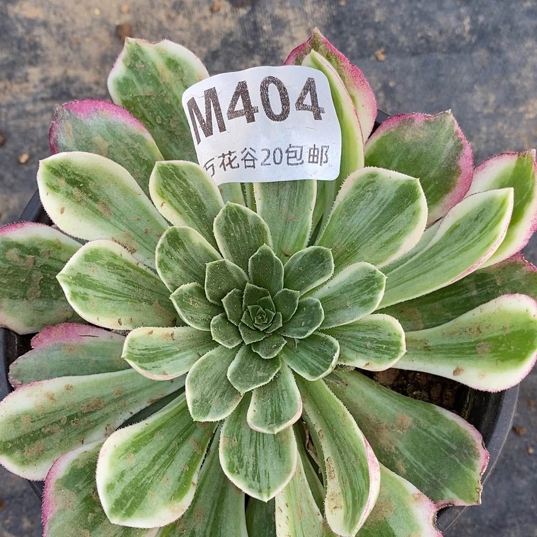 404万彩灯多肉植物