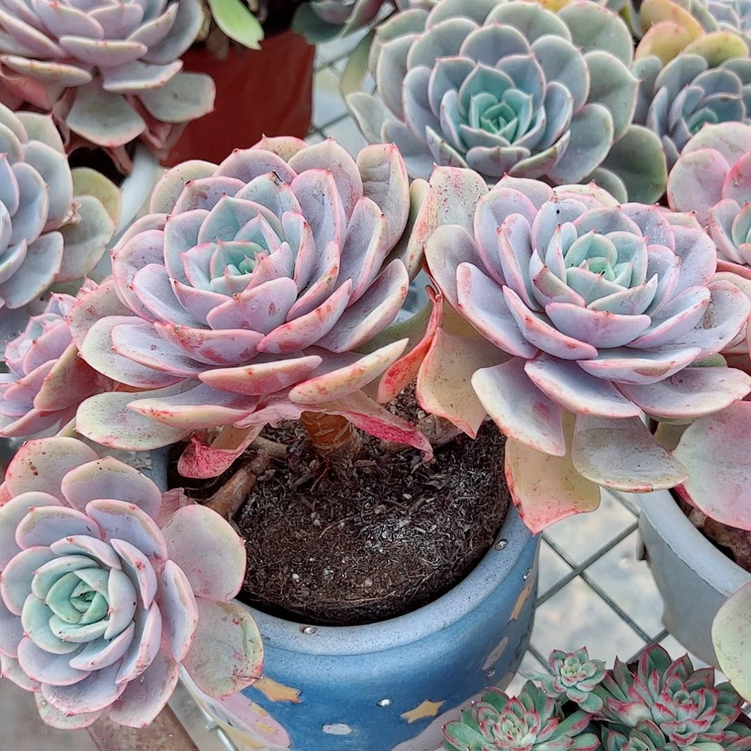 蓝色苍鹭多头大盆老桩