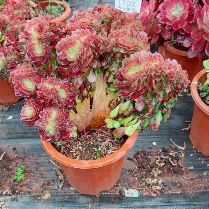 1702号抹茶缀化啊啊