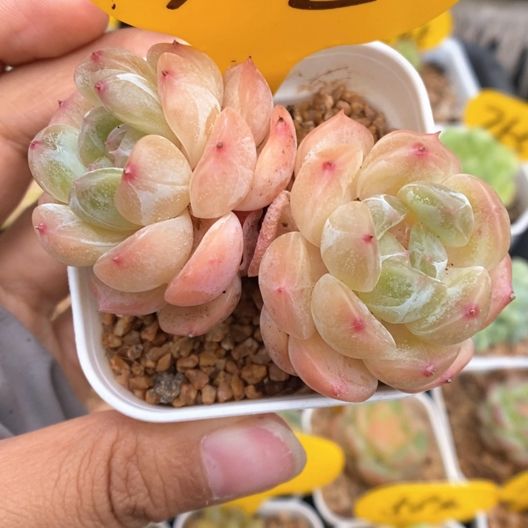 -***y白色恋人可拍702号