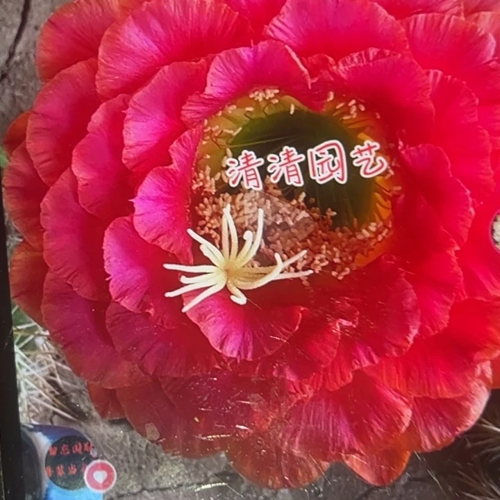 清清101根瑕疵黑点