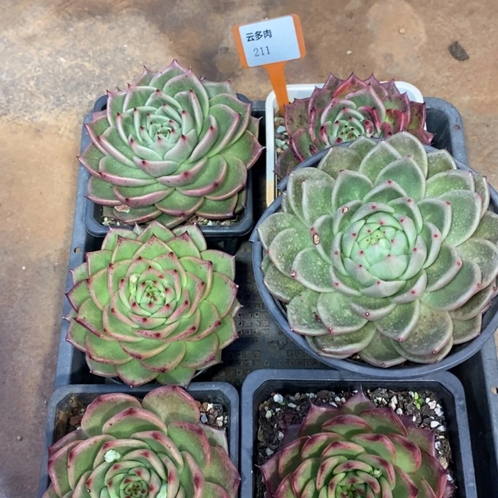 湫***宇D211- 直播福利 六颗