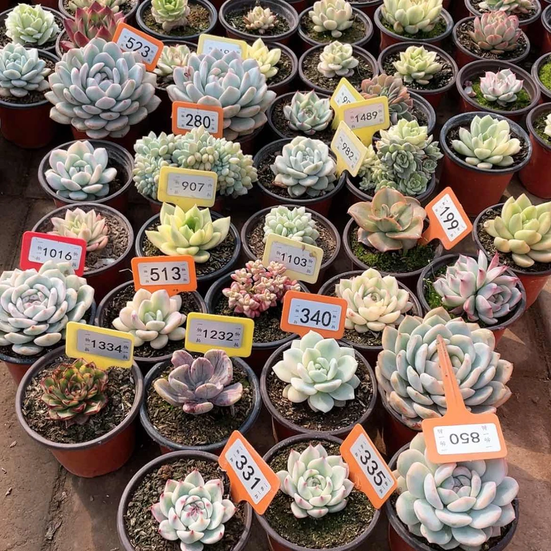 【闪购商品】用****5五个佛拉