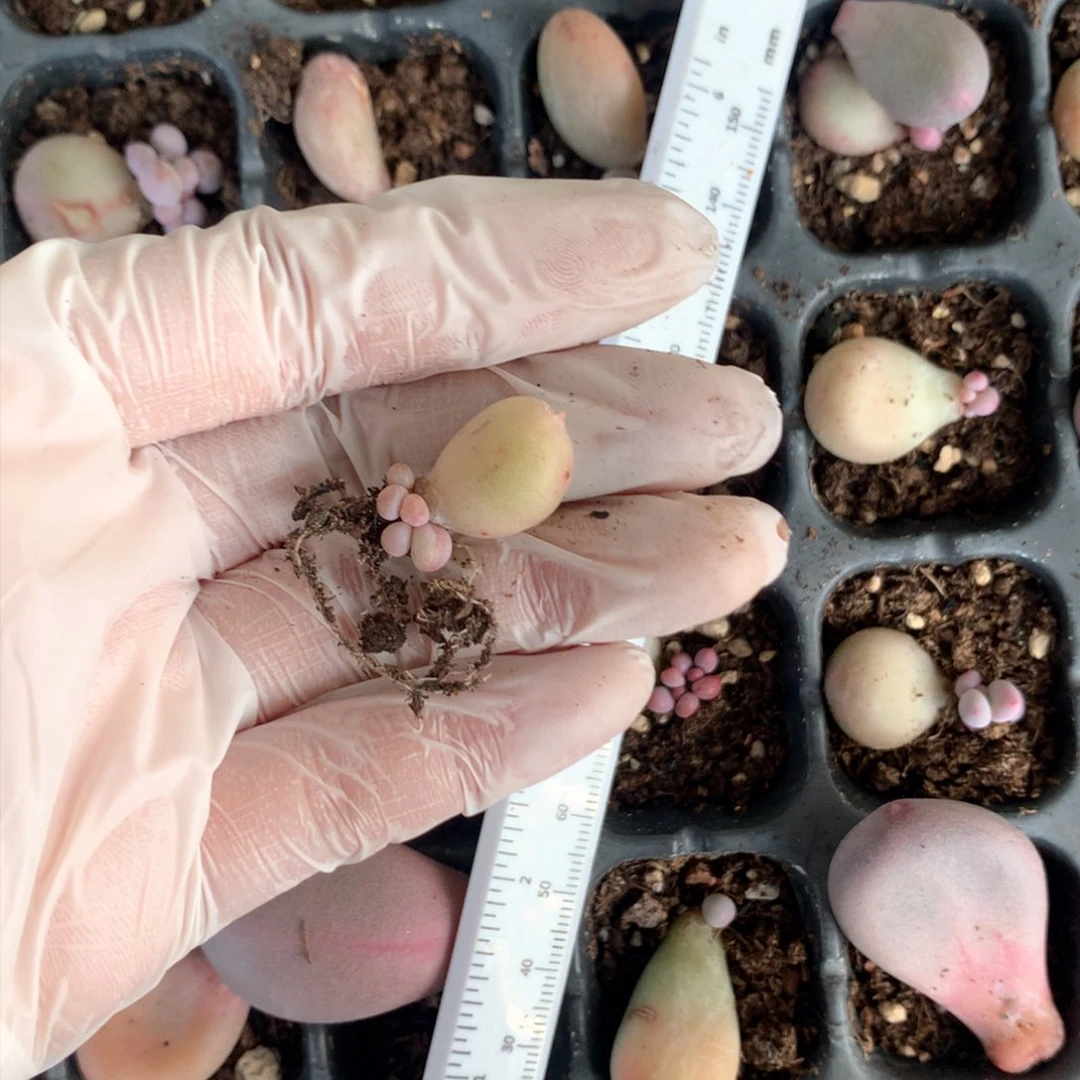 咩****乖韩国彩虹奶酪叶插苗