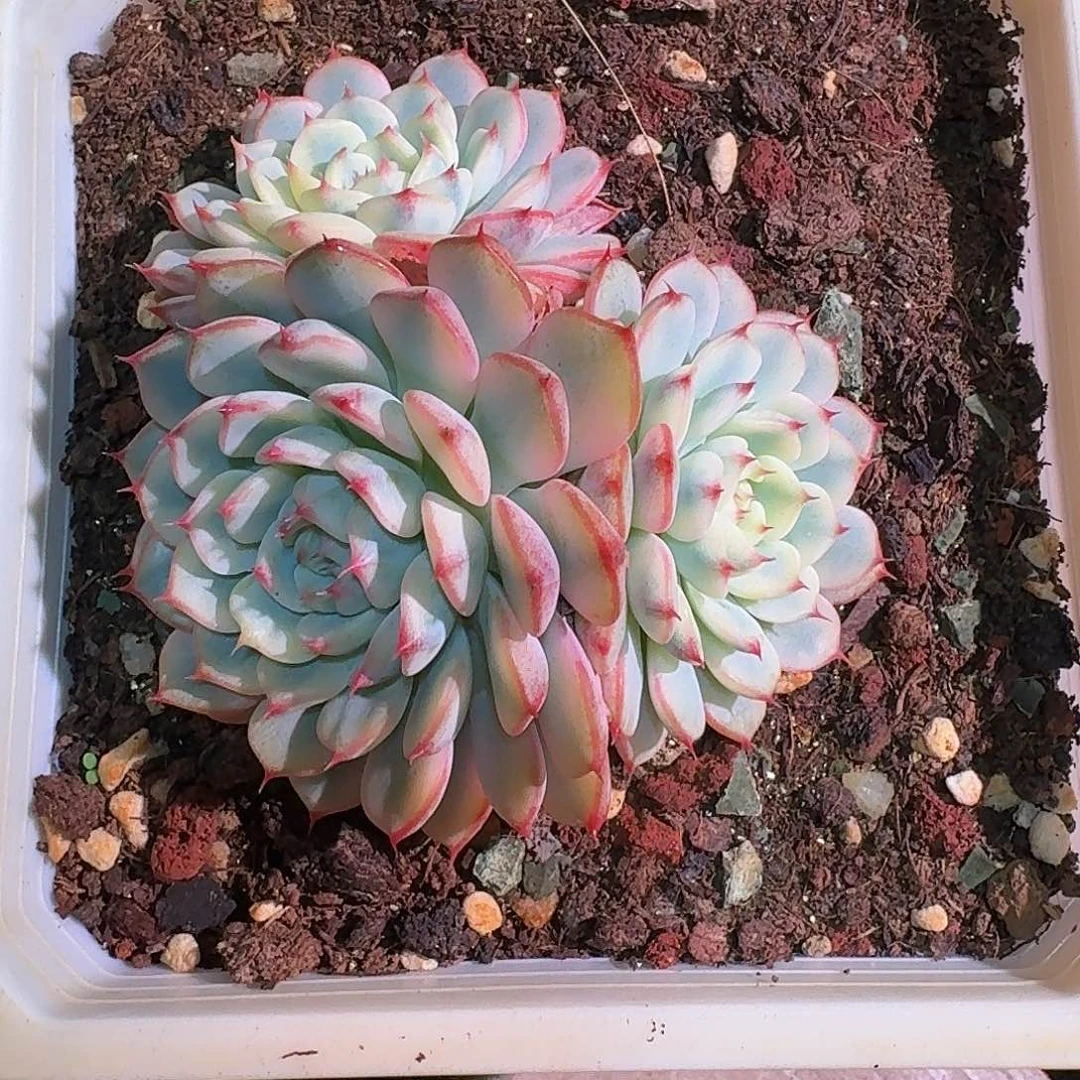 快***生多肉多肉多肉多肉