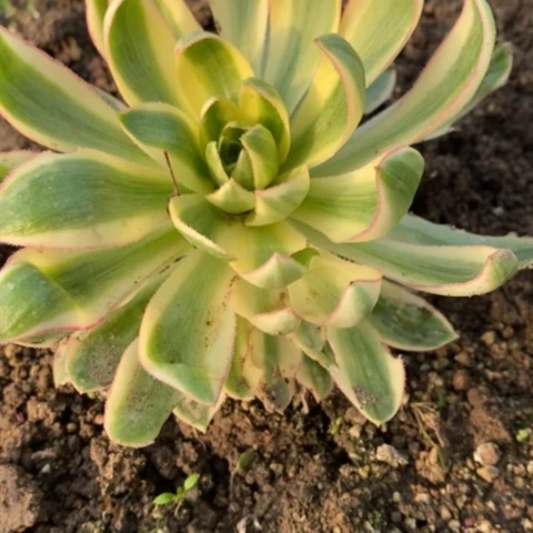 831青莲满25包邮多肉