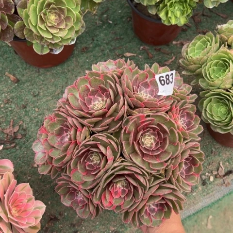 生****683粉花妖朵朵多肉，