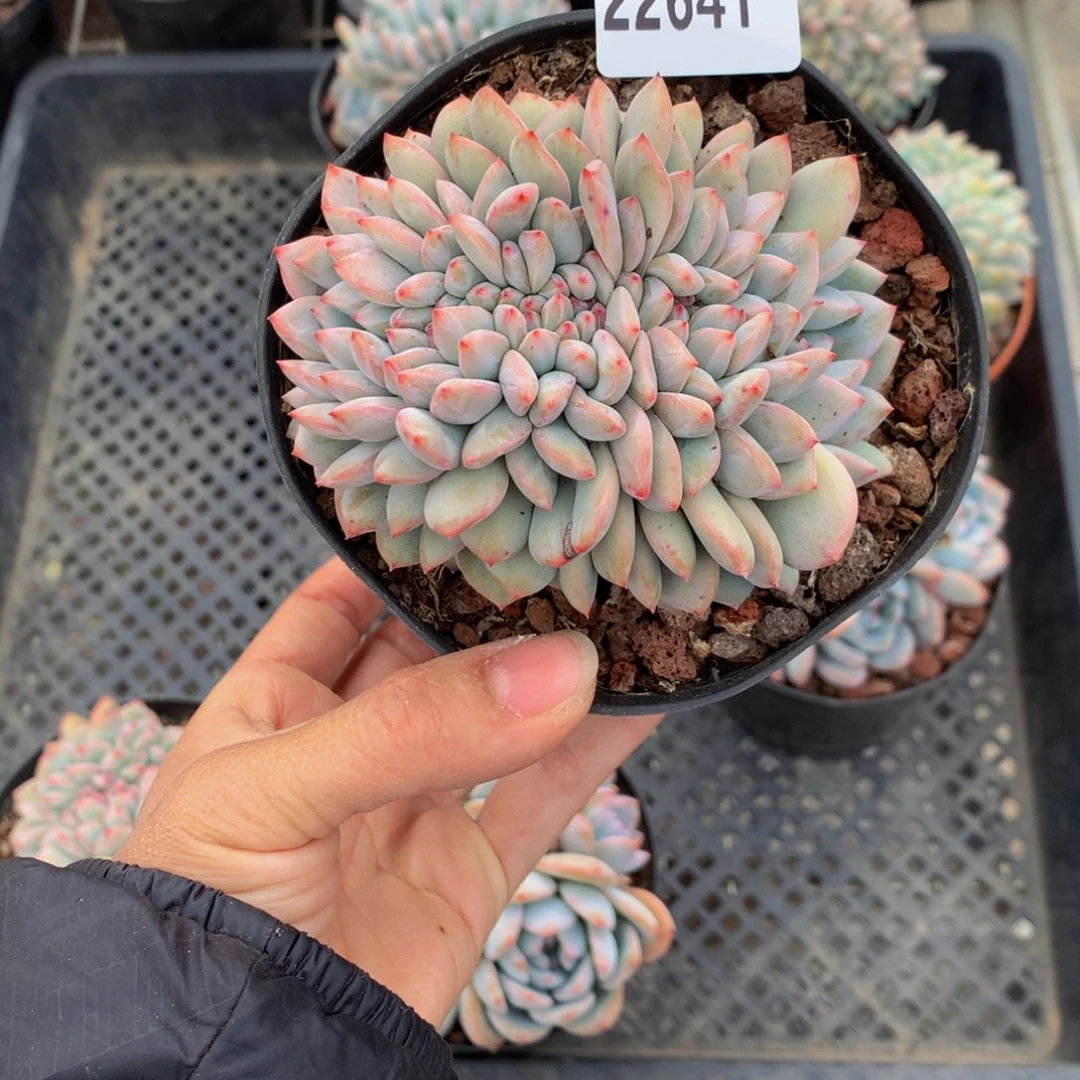 小**法22641缀嗯嗯嗯的一