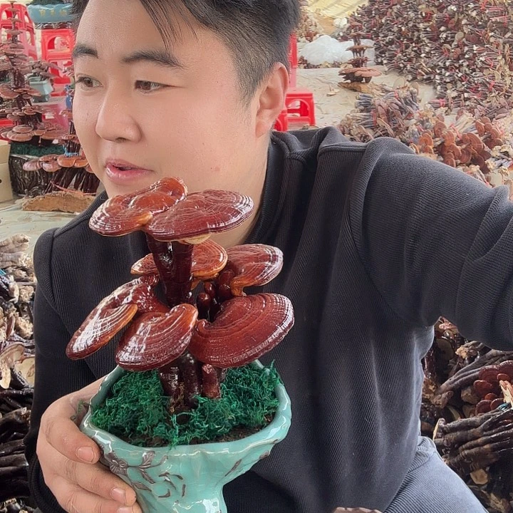 无花朵福**照灵芝花开了