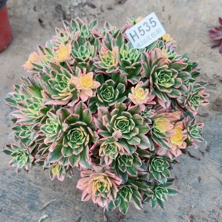 535甜茶多肉多肉