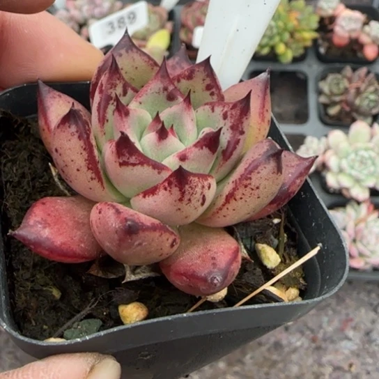 220皮蛋多肉植物多