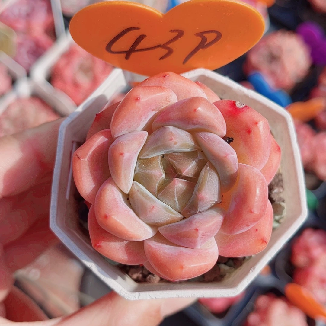 ****犀439号小老桩糖心单头