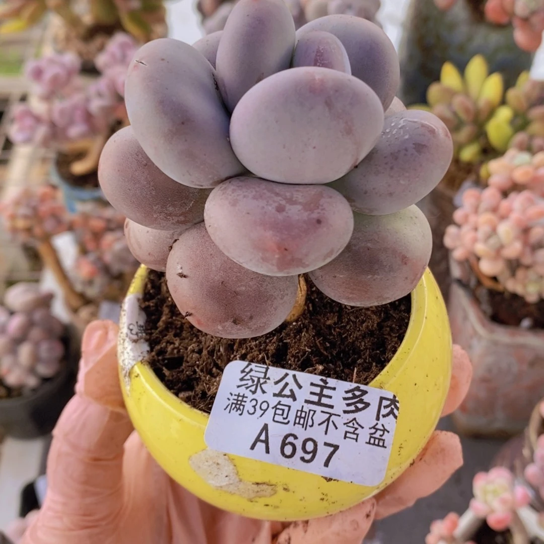 黄金大叶奶单头697多肉植物