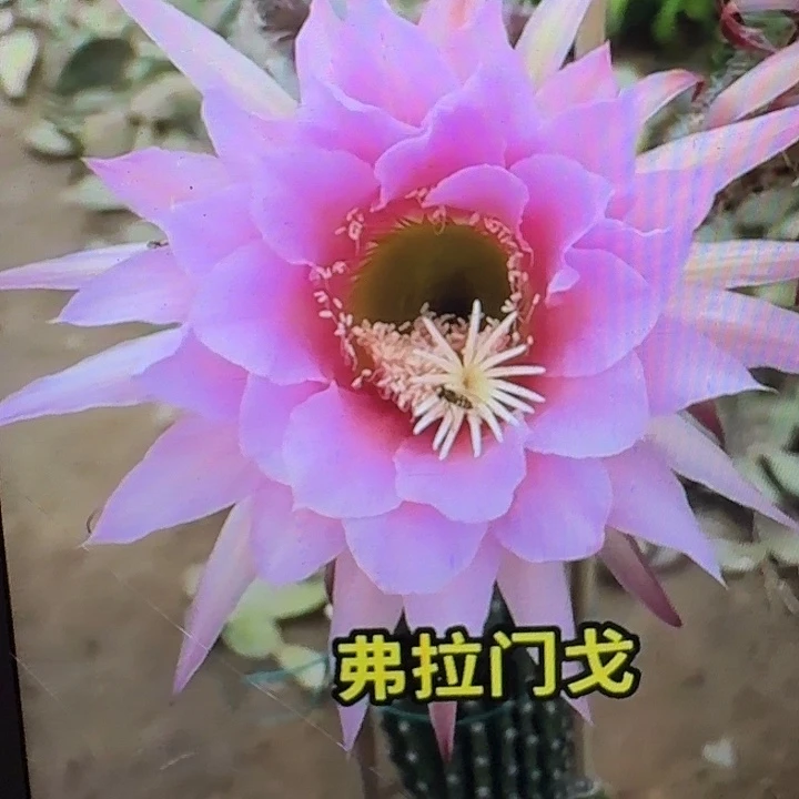 佛拉门戈带根高13公分毛花柱