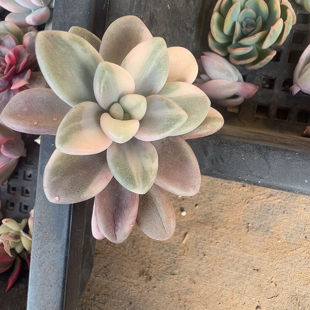 佳***乐多肉植物多肉植物