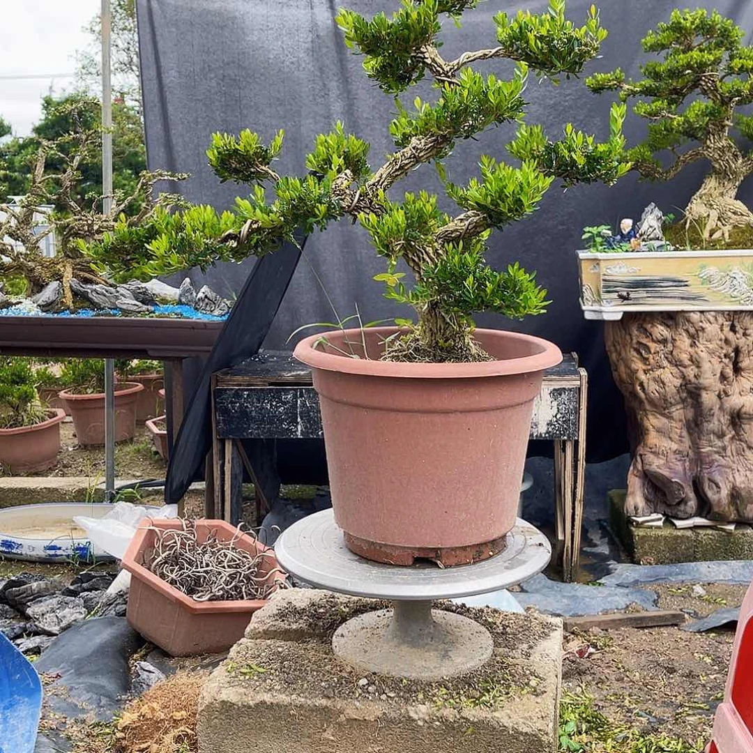 当前无花栽培后可以开花