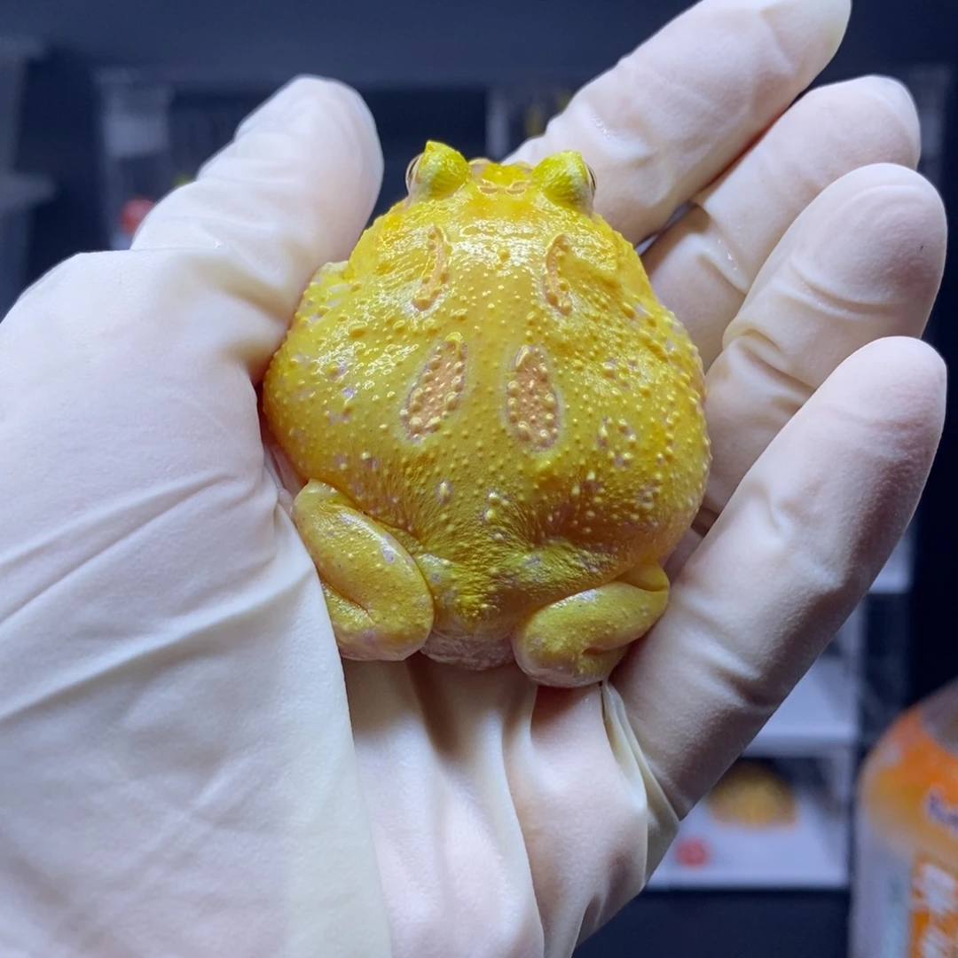 角蛙角蛙闪购专属链接
