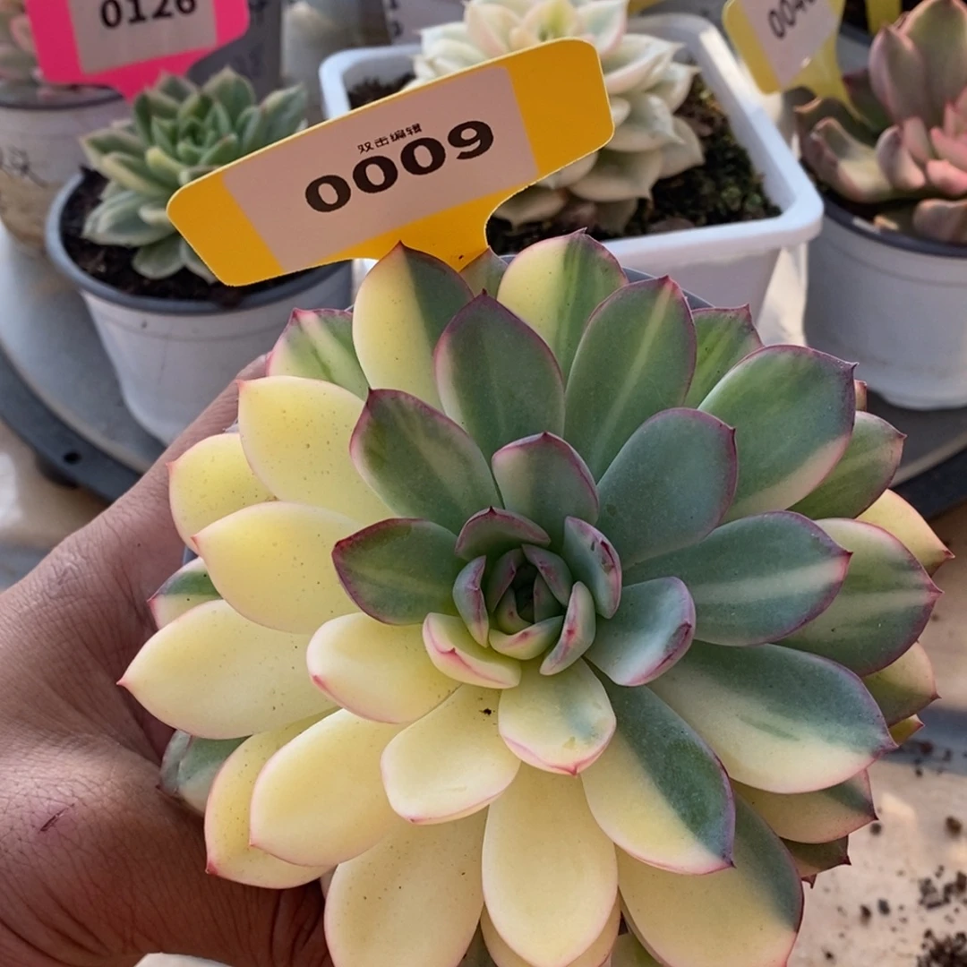 009雨燕座哈哈哈哈