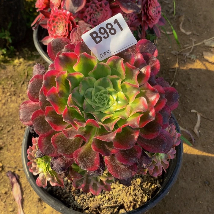 全部花朵981天合