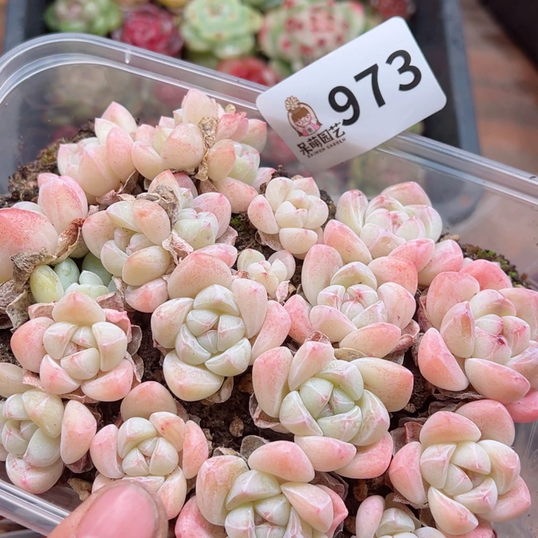 多肉植物多肉植物