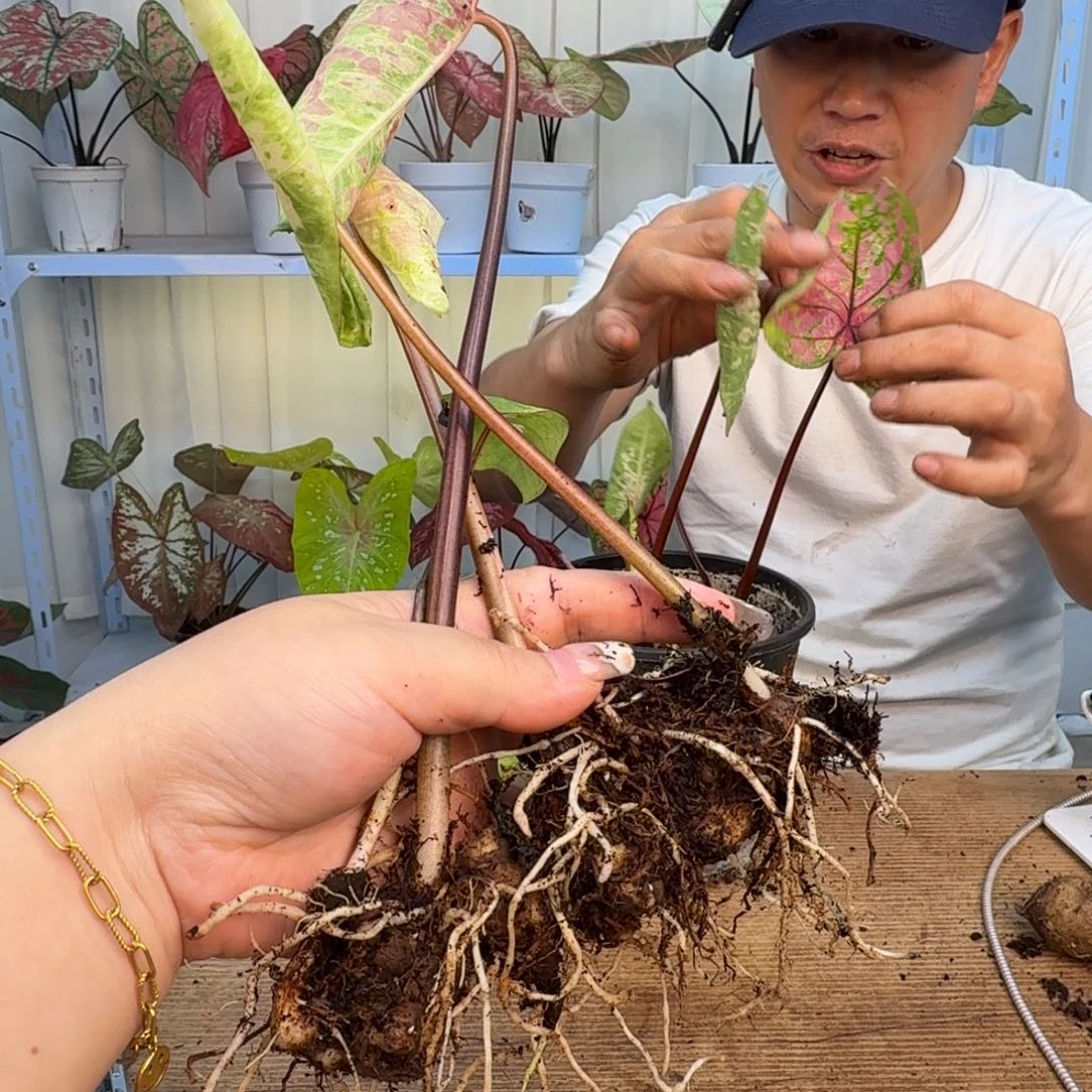 无花朵月光盆子球，福利无售后103